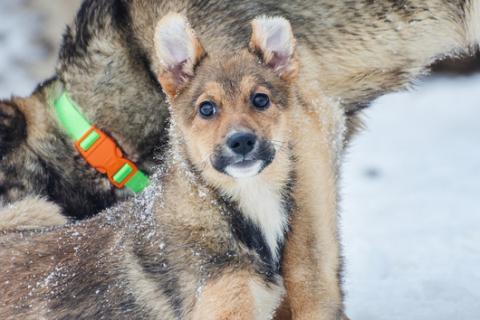 В дар собаку. Ласковый и спокойный щенок Ника в добрые руки. Фото2