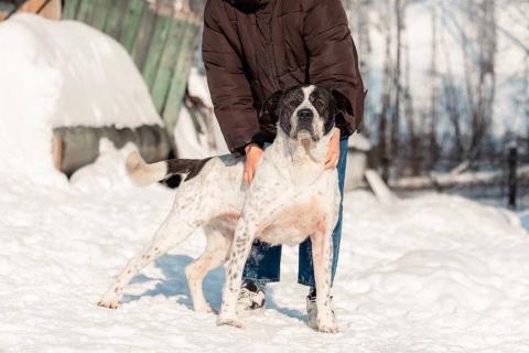 В дар собаку. Красивый пёс необычного окраса ищет дом. Фото2