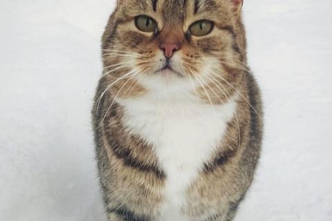 В дар кошку. Самая ласковая и умная кошка Буся в добрые руки. Фото1