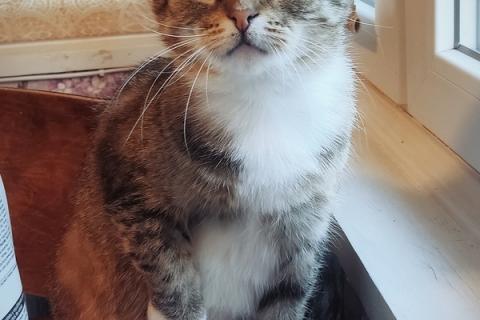 В дар кошку. Самая ласковая и умная кошка Буся в добрые руки. Фото2