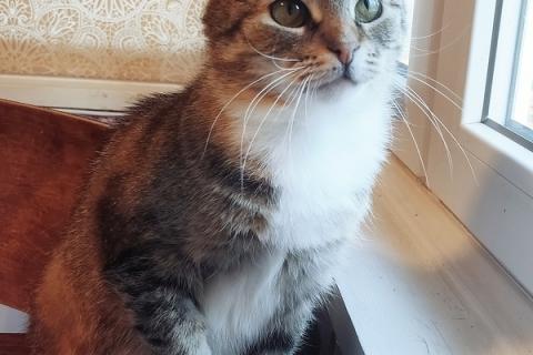 В дар кошку. Самая ласковая и умная кошка Буся в добрые руки. Фото3