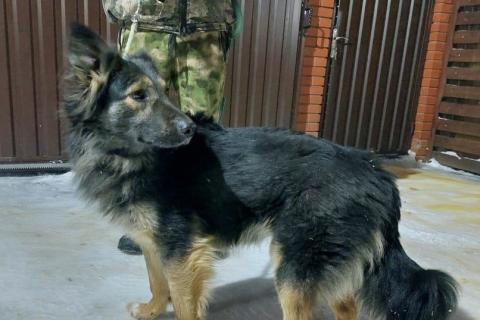 В дар собаку. Длинношерстная немецкая овчарка Потап в добрые руки. Фото2