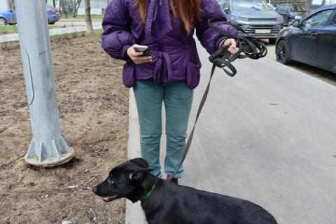 В дар собаку. Черный ласковый щенок метис лабрадора Робин в добрые руки. Фото2