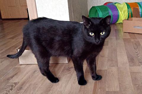 В дар кошку. Надоевшая игрушка, ласковый молодой котик Васенька в добрые руки. Фото1