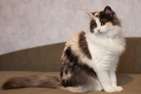 В дар кошку. Госпожа Удача Моника, молодая ласковая кошечка в добрые руки. Фото2