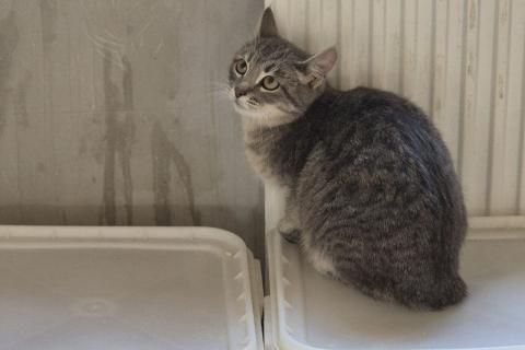 В дар кошку. Несчастная кошечка Зефирка будет выпущена на улицу. Фото4