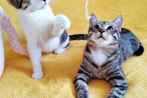 В дар кошку. Классные котята брат и сестра в добрые руки. Фото4