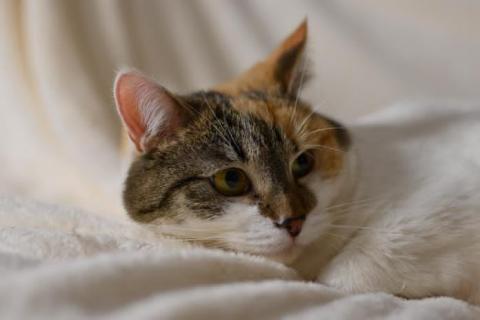 В дар кошку. Кошка-метис Бетти в добрые руки. Фото2