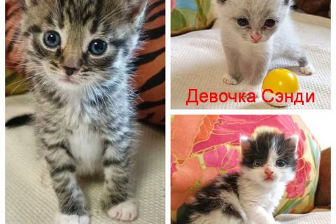 В дар кошку. Крошечки-котята, мальчик и девочки ищут дом. Фото1