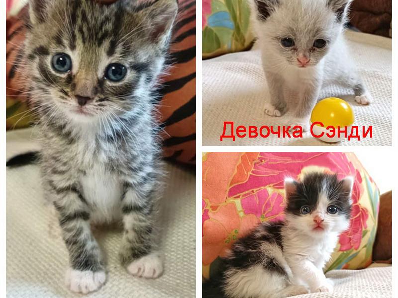 В дар кошку