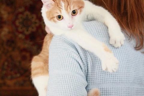 В дар кошку. Персиковый красавец Метти, молодой домашний котик в добрые руки. Фото2