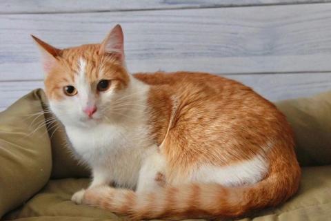 В дар кошку. Персиковый красавец Метти, молодой домашний котик в добрые руки. Фото3