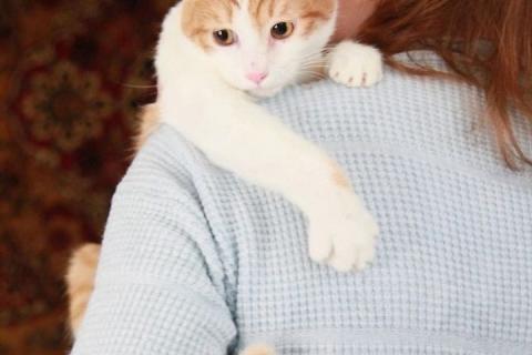 В дар кошку. Персиковый красавец Метти, молодой домашний котик в добрые руки. Фото4