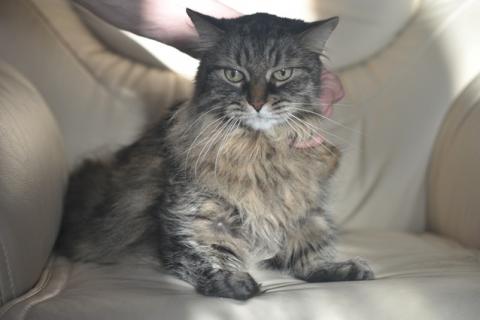 В дар кошку. Умнейший котик мейн-кун Боня, любимец умершей хозяйки ищет дом. Фото1