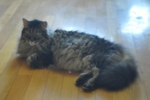 В дар кошку. Умнейший котик мейн-кун Боня, любимец умершей хозяйки ищет дом. Фото2