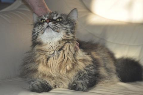 В дар кошку. Умнейший котик мейн-кун Боня, любимец умершей хозяйки ищет дом. Фото3