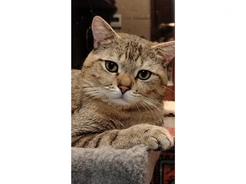 В дар кошку