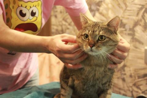 В дар кошку. Очаровательный и обаятельный кот Лео в добрые руки. Фото3