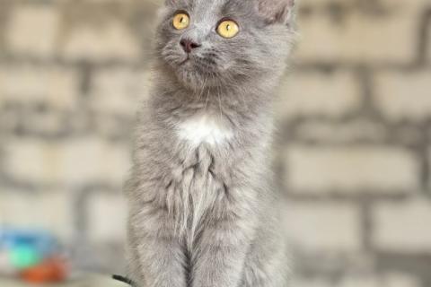 В дар кошку. Фанечка ищет дом!. Фото3