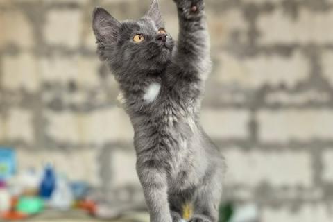 В дар кошку. Маленькая и шустрая Мотя ищет семью!. Фото3