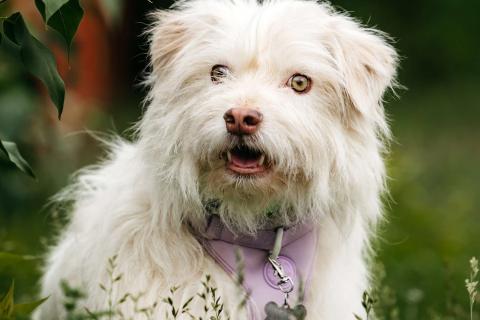 В дар собаку. Очаровательный белый пёсик Банди в дар. Фото1