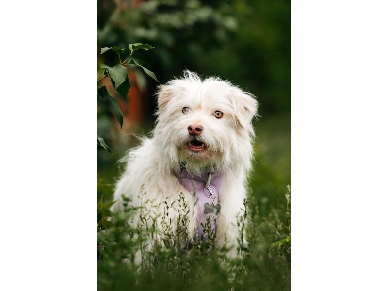 В дар собаку