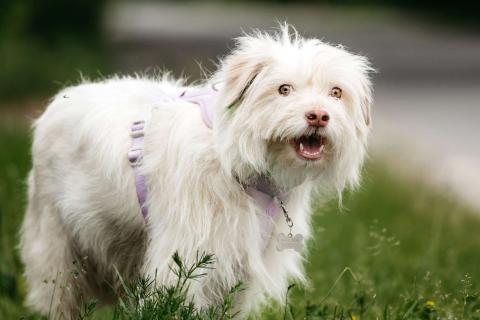 В дар собаку. Очаровательный белый пёсик Банди в дар. Фото2