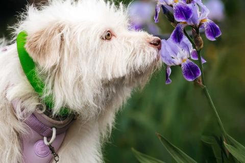 В дар собаку. Очаровательный белый пёсик Банди в дар. Фото4