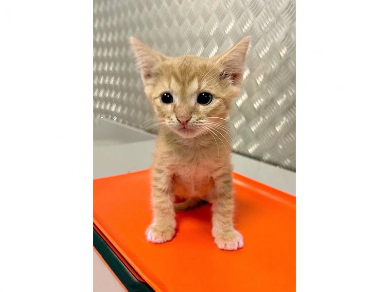 В дар кошку