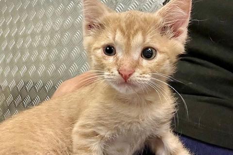 В дар кошку. Котенку Левушке, который не хочет сходить с рук, нужен дом. Фото3