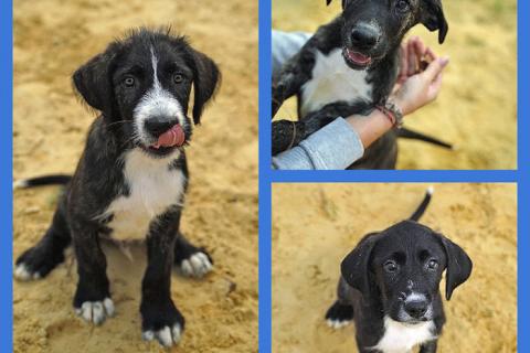 В дар собаку. Очаровательные домашние щенки метисы черного терьера ищут дом. Фото1