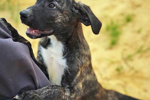 В дар собаку. Очаровательные домашние щенки метисы черного терьера ищут дом. Фото3