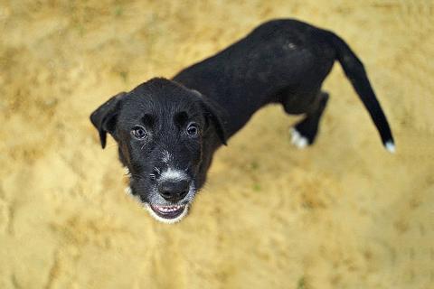 В дар собаку. Очаровательные домашние щенки метисы черного терьера ищут дом. Фото4