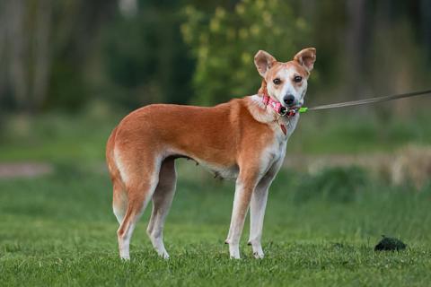 В дар собаку. Маленькая собачка Жужа ищет дом. Фото1