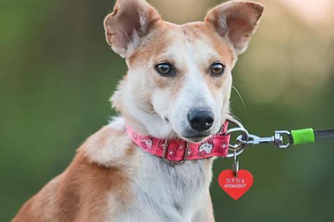 В дар собаку. Маленькая собачка Жужа ищет дом. Фото2