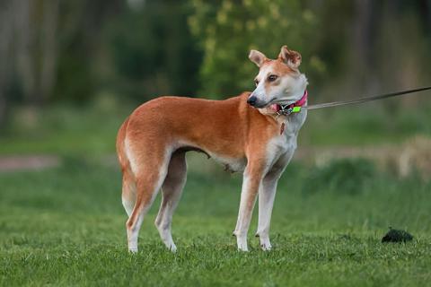 В дар собаку. Маленькая собачка Жужа ищет дом. Фото3