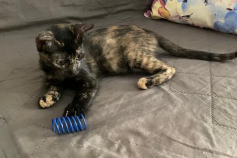 В дар кошку. Красавица-гречанка Искра ищет добрые руки. Фото1