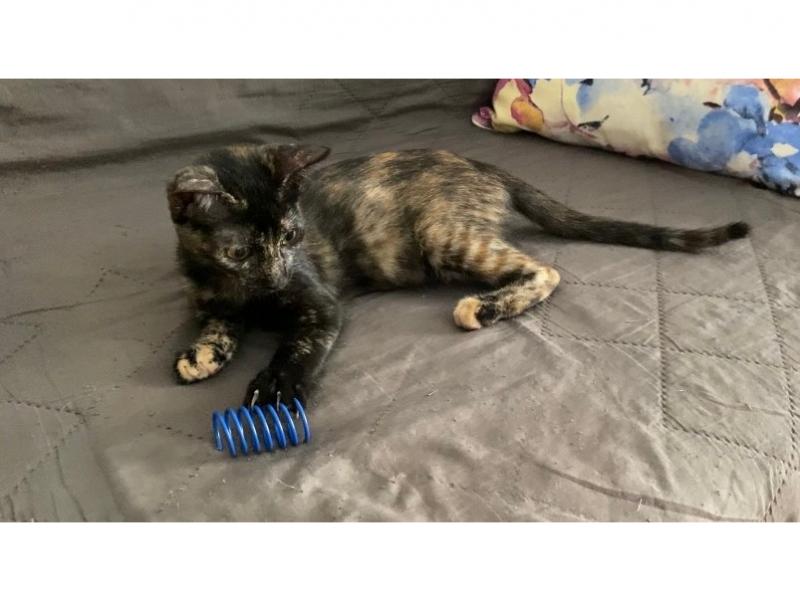 В дар кошку