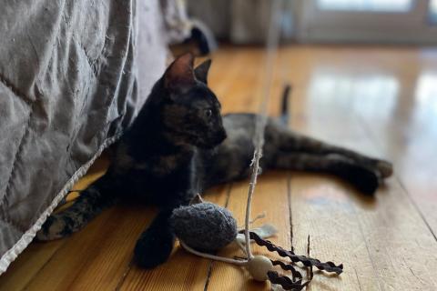 В дар кошку. Красавица-гречанка Искра ищет добрые руки. Фото2