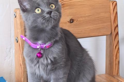 В дар кошку. Маленькая Дымка ищет семью!. Фото1