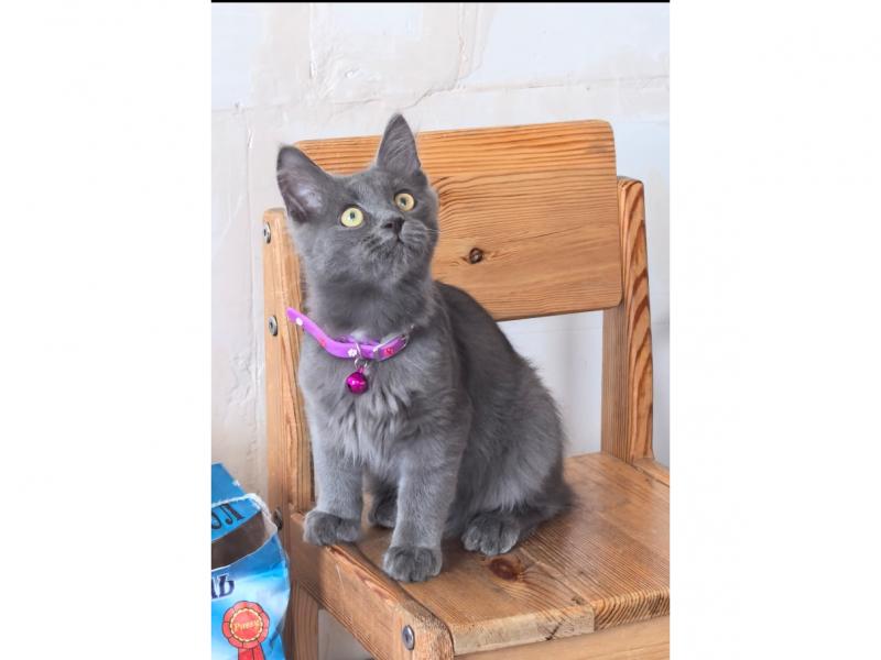 В дар кошку