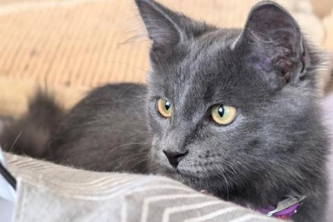 В дар кошку. Маленькая Дымка ищет семью!. Фото2