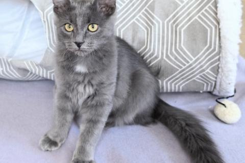 В дар кошку. Маленькая Дымка ищет семью!. Фото3