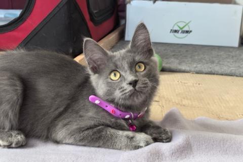 В дар кошку. Маленькая Дымка ищет семью!. Фото4