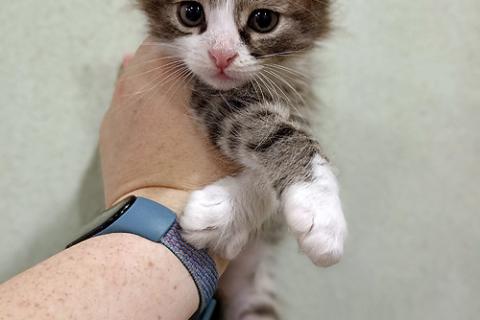 В дар кошку. Домашние котята-девочки в добрые руки. Фото2