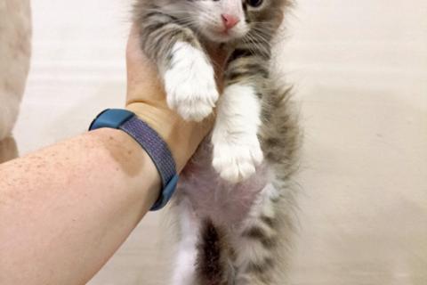 В дар кошку. Домашние котята-девочки в добрые руки. Фото4