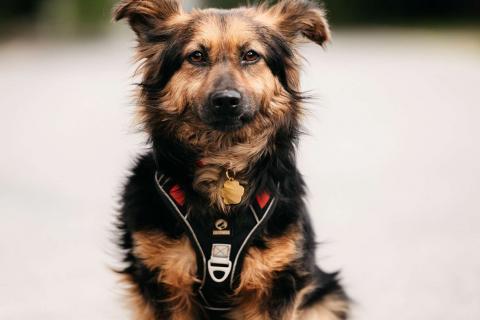 В дар собаку. Маленькая пушистая собачка Афелия в дар. Фото2