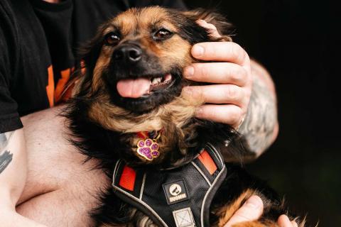 В дар собаку. Маленькая пушистая собачка Афелия в дар. Фото4