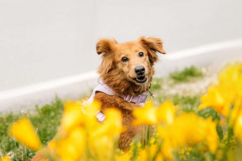 В дар собаку. Рыжая пушистая собачка Дейзи в добрые руки. Фото1