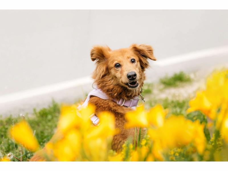 В дар собаку